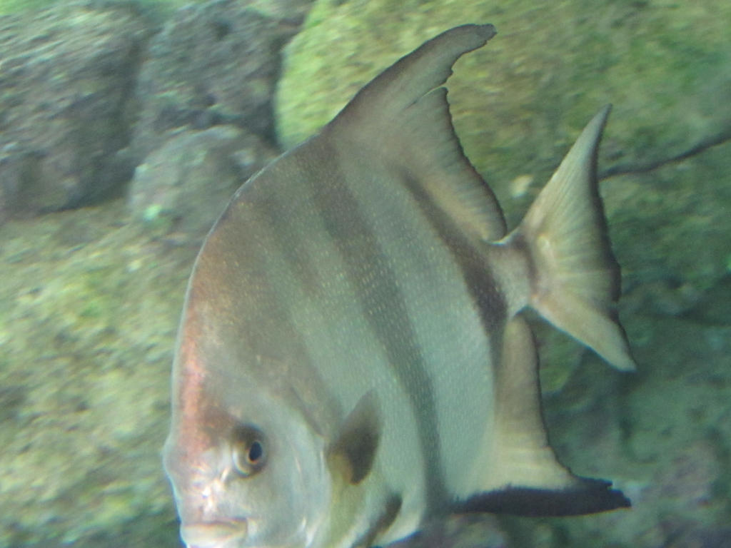 Spage Fish atlantic Spadefish by DrDizzyMBHellfire on DeviantArt