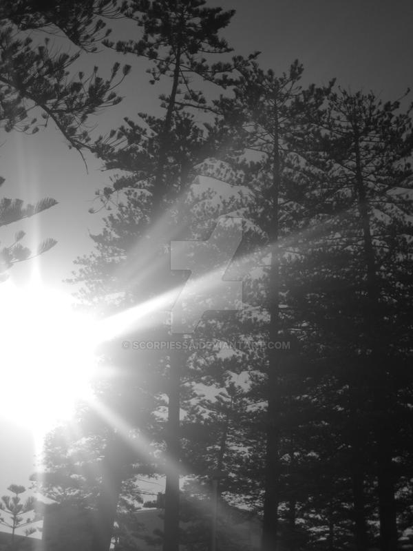 .Manly Trees by scorpiessa on DeviantArt