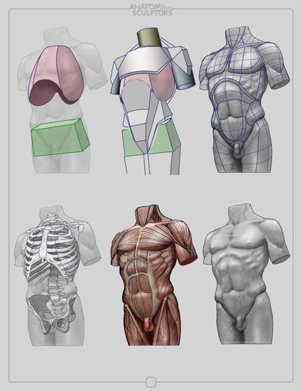 Anatomy for Sculptors by anatomy4sculptors on DeviantArt