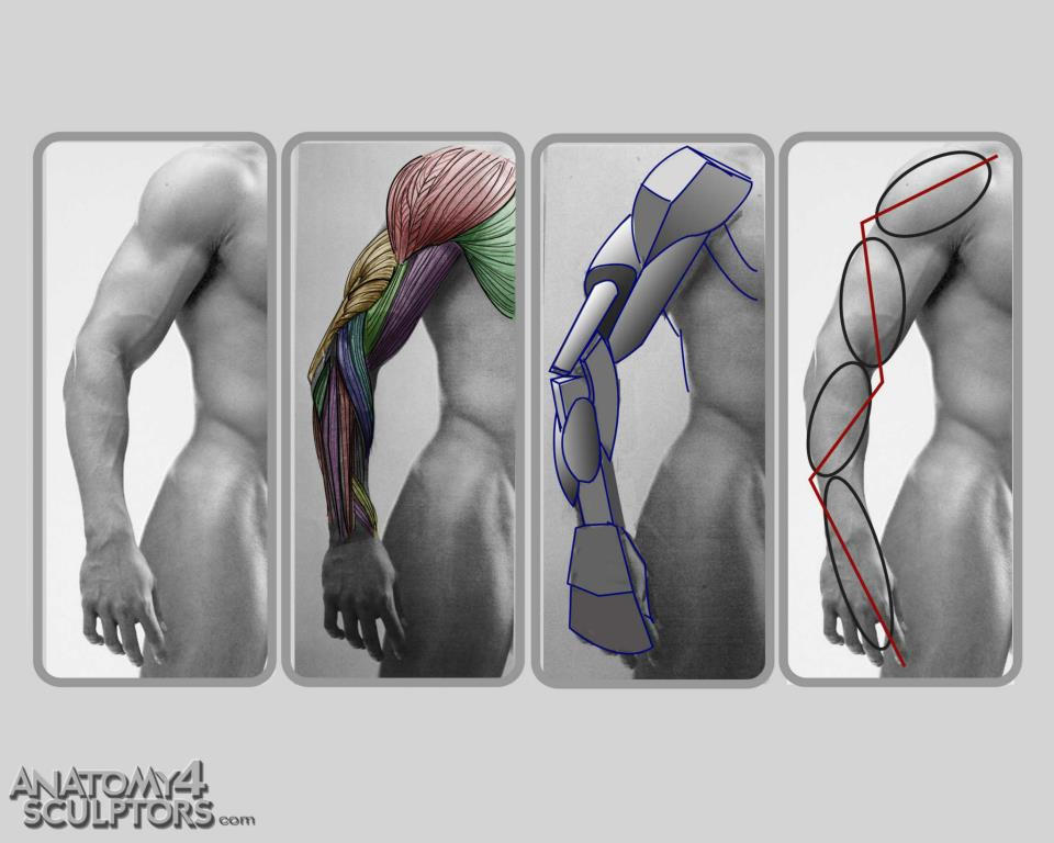 Изгиб плеча. Женская рука мышцы референс. Анатомия руки для скульпторов. Анатомия руки человека. Мышцы рук для художников.