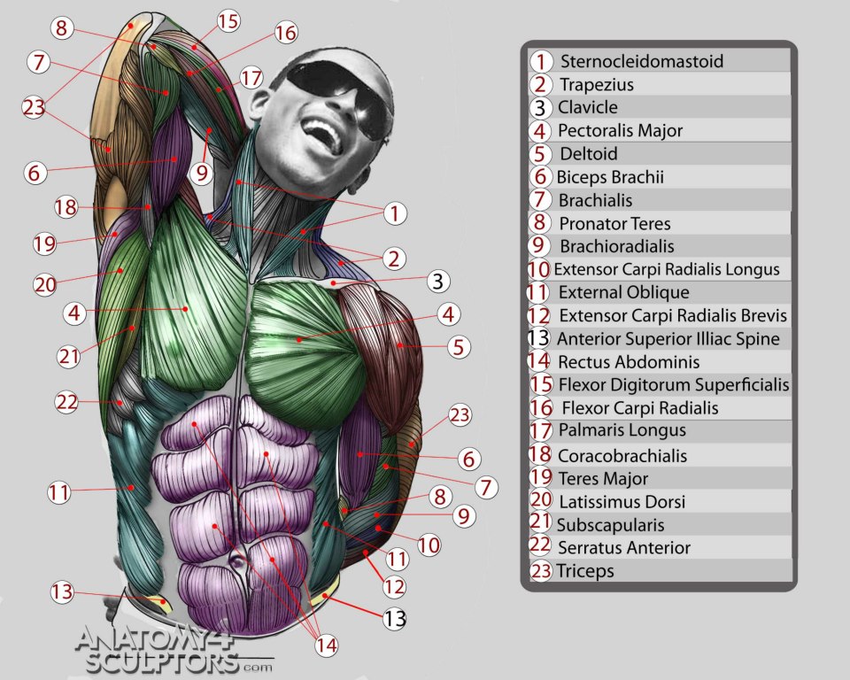 Anatomy for Sculptors 10