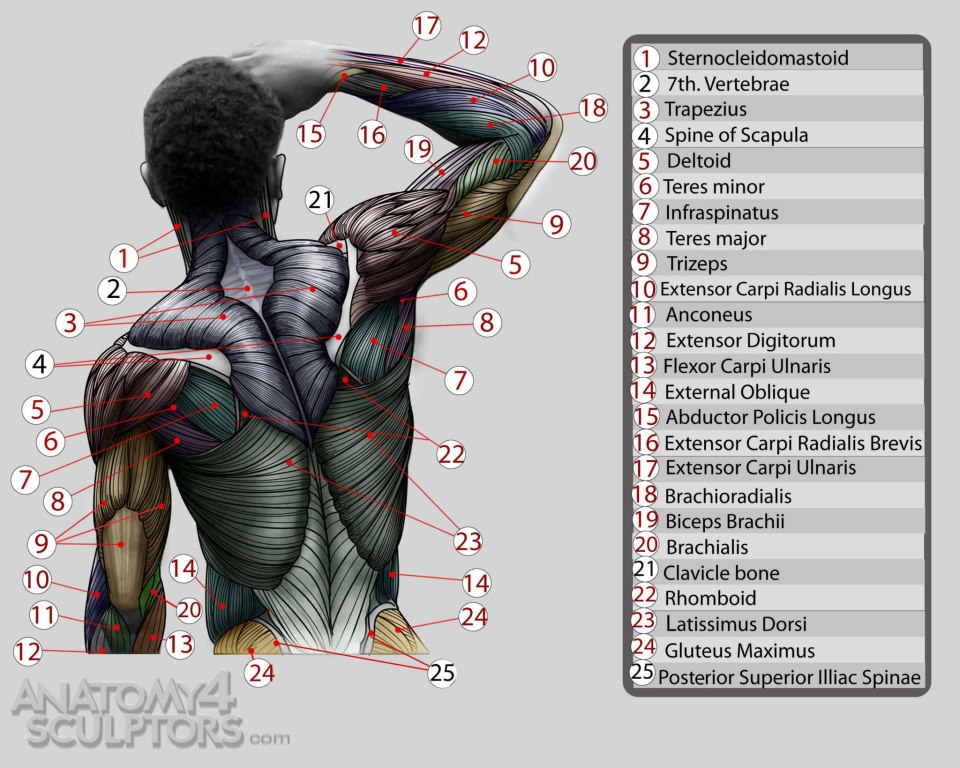 Anatomy for Sculptors 9