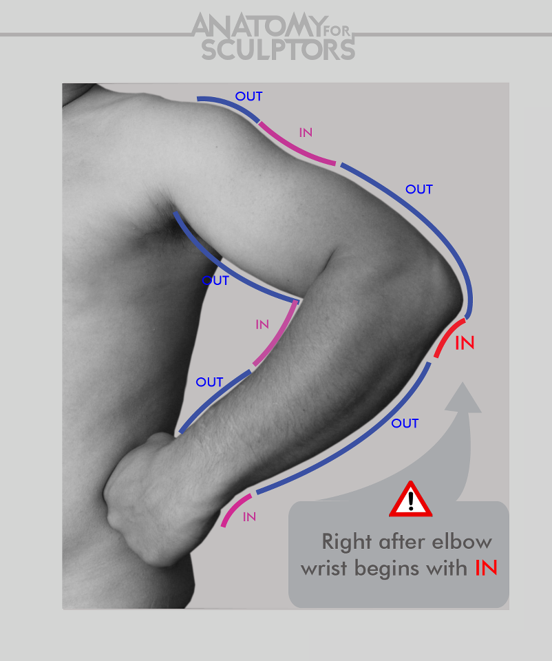 Anatomy for Sculptors 35