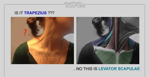 Is it Trapezius... no, this Levator Scapula