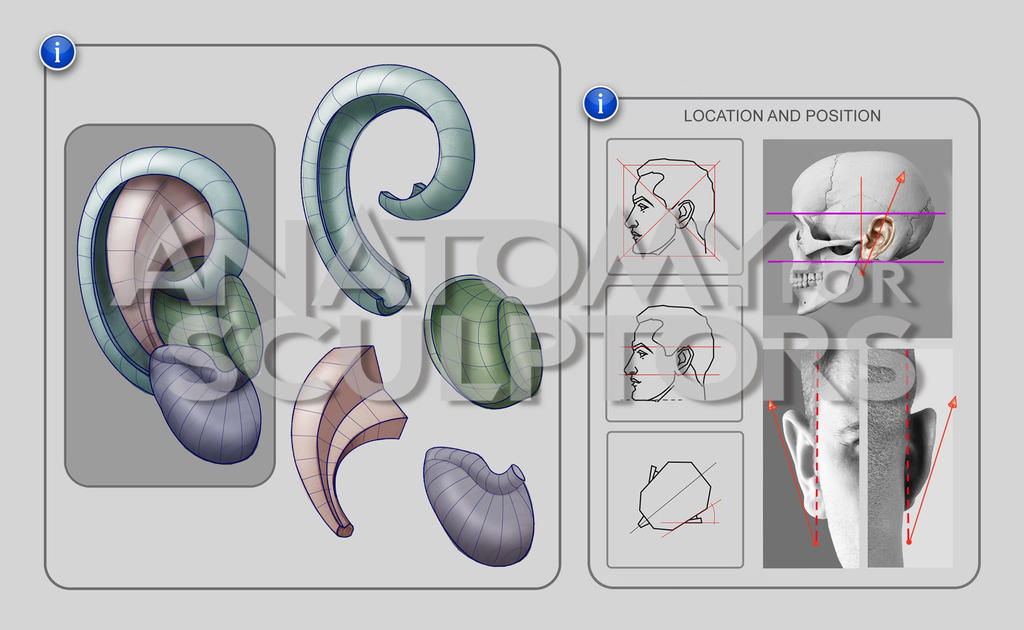 Ear - structure, location and position by anatomy4sculptors on DeviantArt