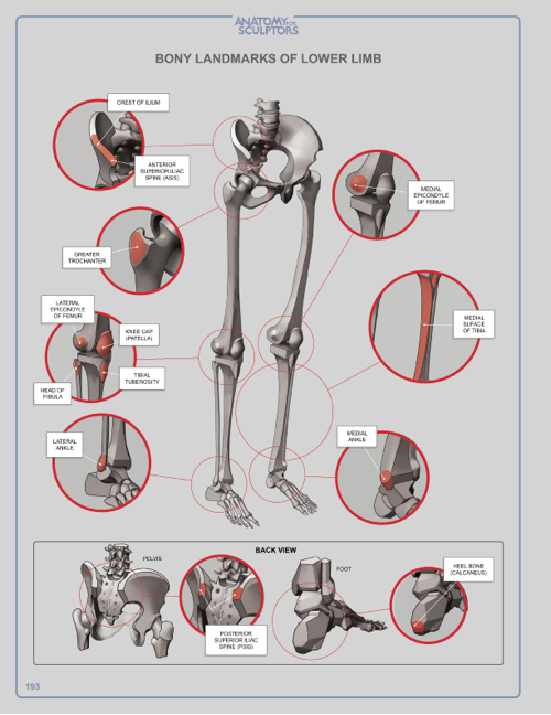 Bony Landmarks of Lower Limb