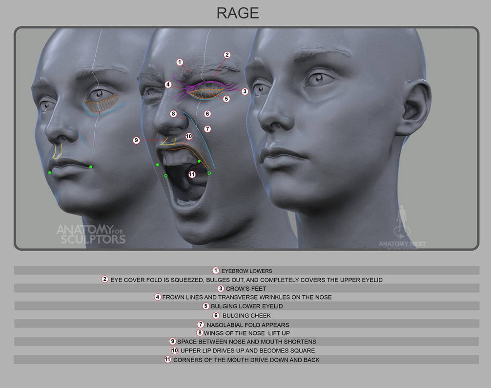 Low Rage Human Rage by anatomy4sculptors on DeviantArt