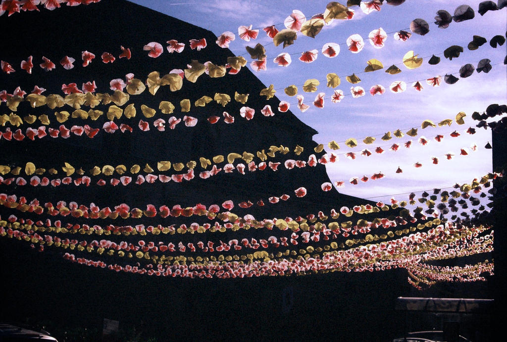 Paper Flowers