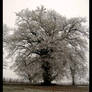 Biran - Christmas 2006 - 05