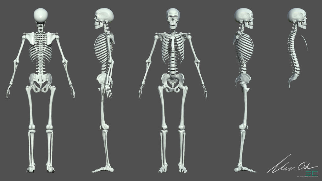 Читы скелет. Скелет человека референс. Скелет позы. Референс скелета персонажа. Скелет ФАС.