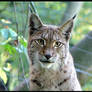 young lynx