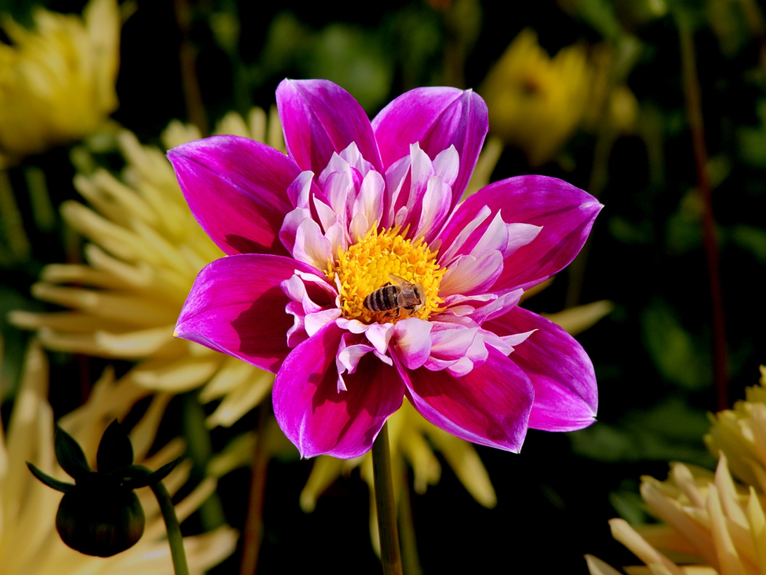 Dahlia 3