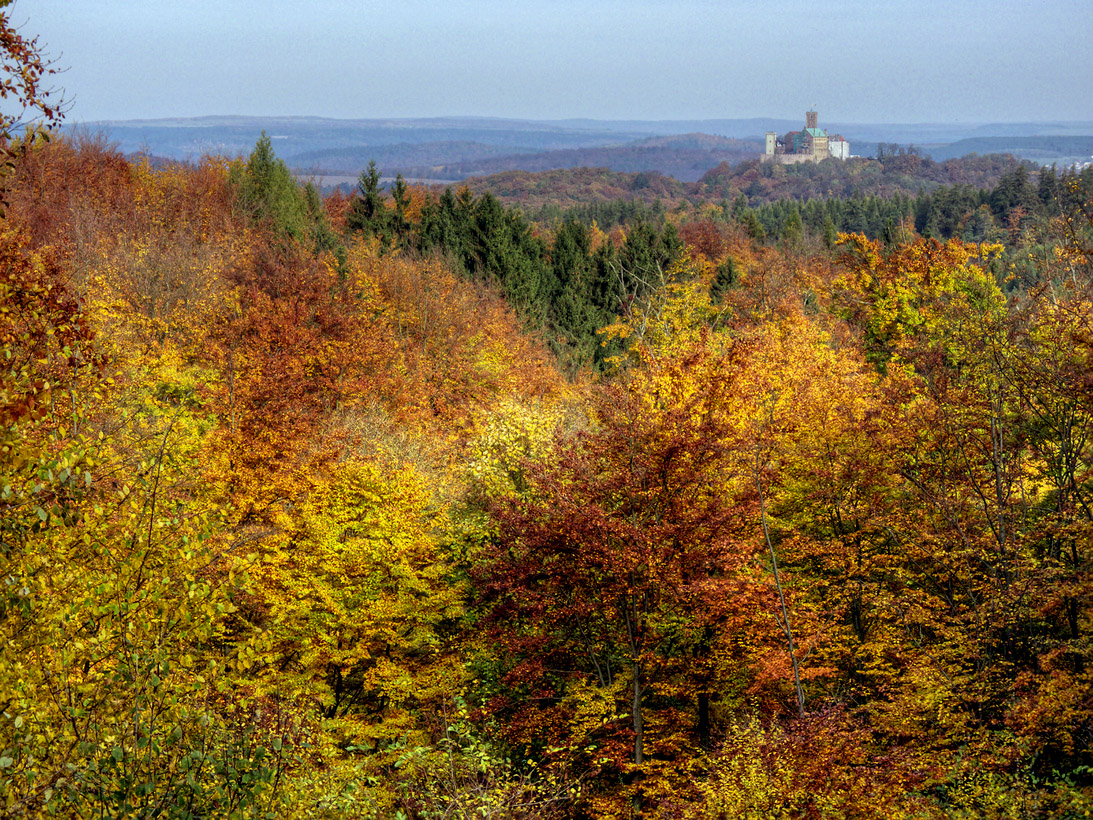 Golden Autumn