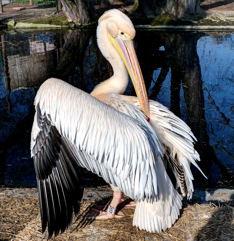 Plumage Grooming