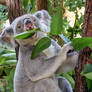 Yummy Eucalyptus Leaves