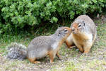 Ground Squirrels by MisterKrababbel