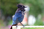 Blue Bird by MisterKrababbel