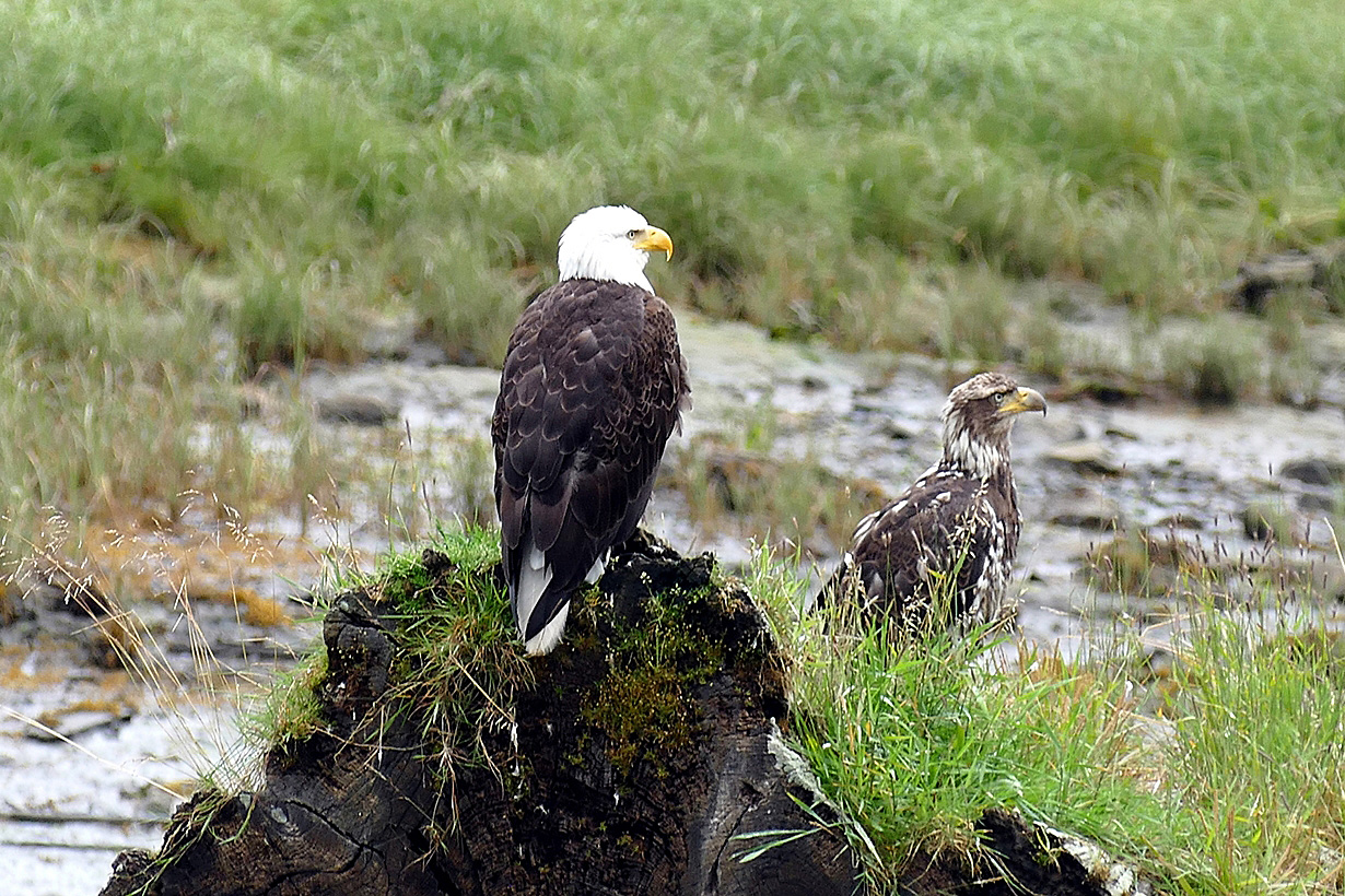 Adult and Youngster