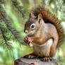 Alaska Squirrel