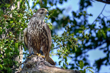 Falco tinnunculus