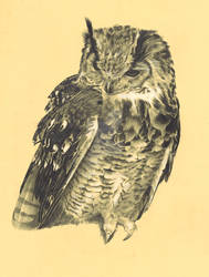 owl