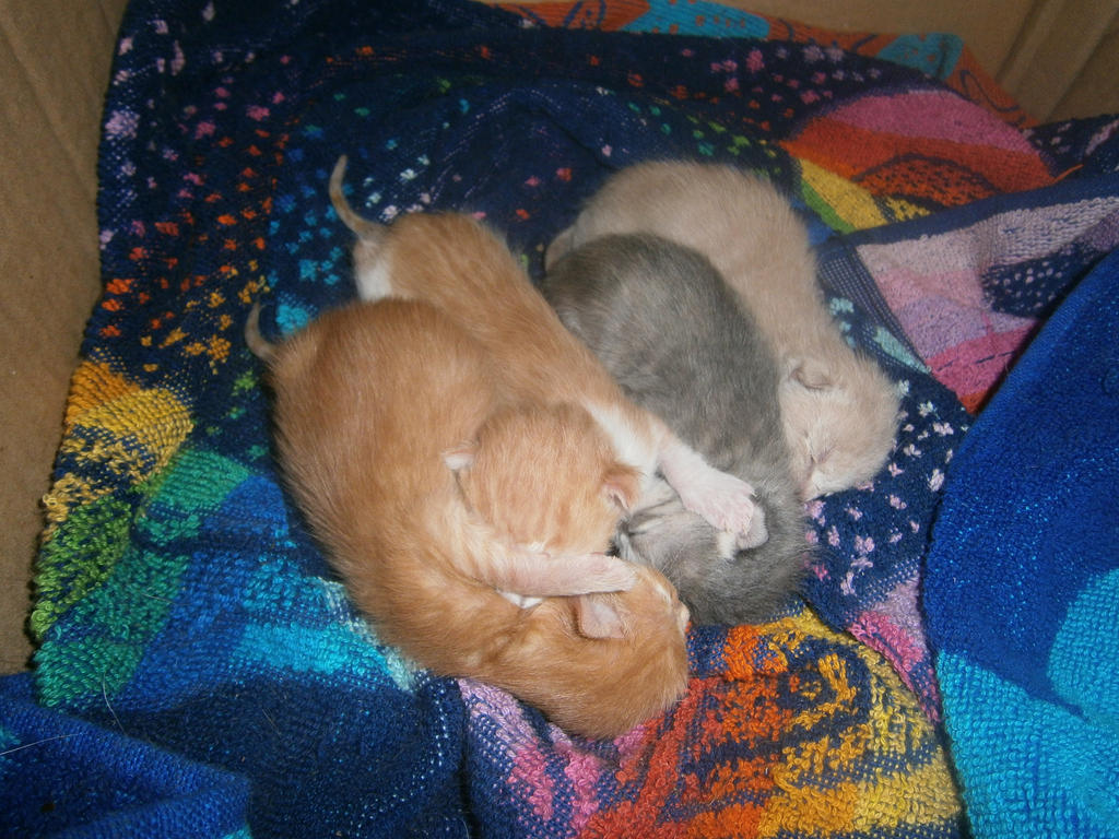 One day old kittens sleeping