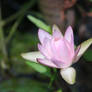 pink water lily