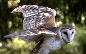Barn Owl 4