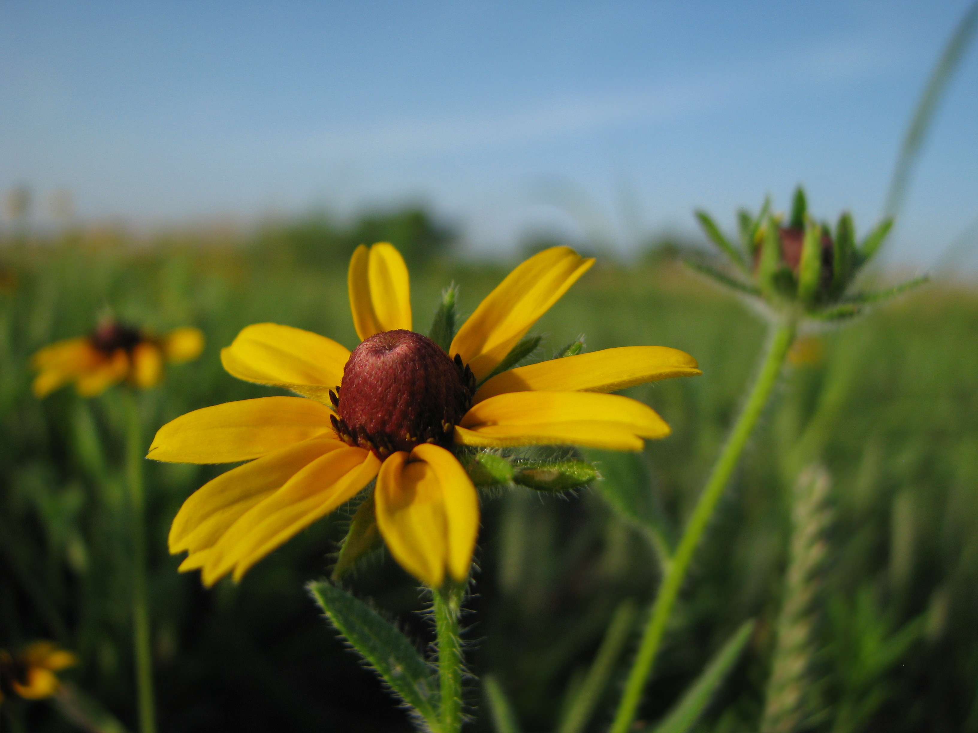 Yellow Flower