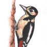 Woodpecker