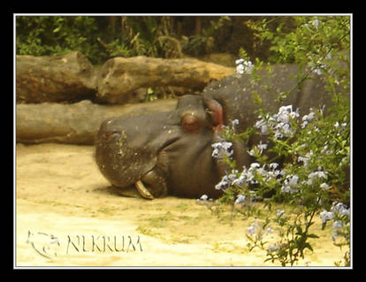 Tomando la Siesta