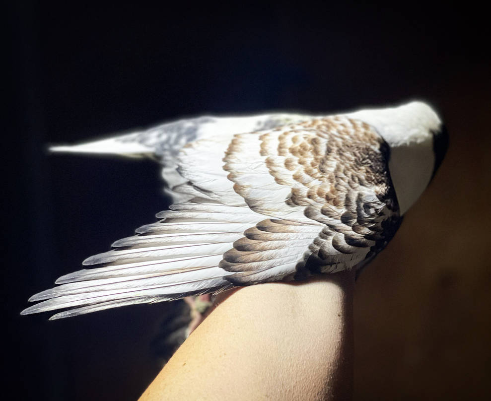 Immature plumage Moravia strasser by MyPigeons on DeviantArt