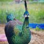 Java muticus peafowl