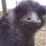 Emu's Curiousity