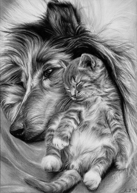 Dog and cat