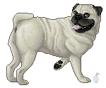 .pixel. PUG WHUT