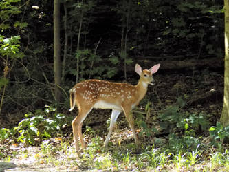 Fawn