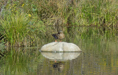 Female Mallard 9 2017