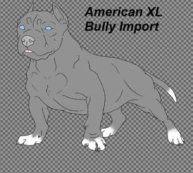 American XL Bully Import