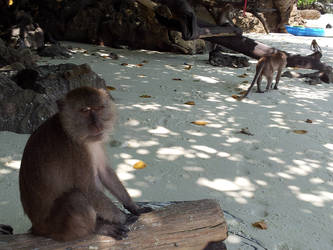 Monkey Island - Koh Phi Phi