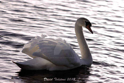 Swan I