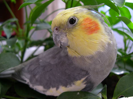 Cockatiel