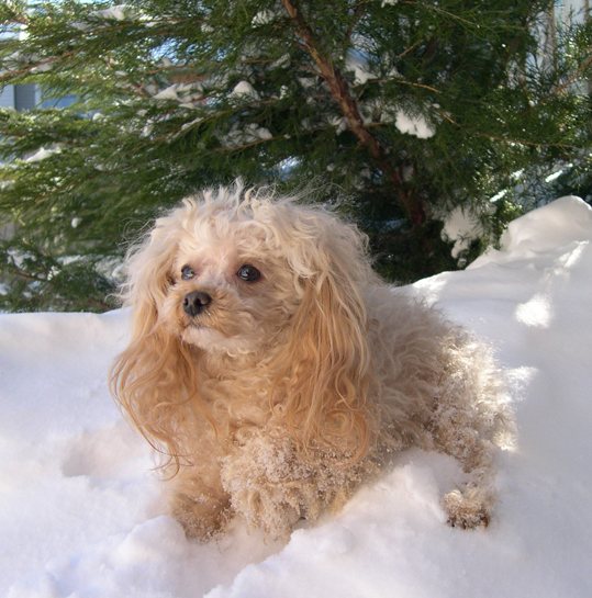 Snow Poodle