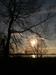 Evening Among Trees