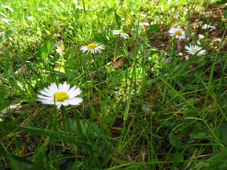 Daisies