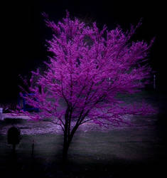 Redbud At Dusk