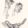 Falxferox bicolor