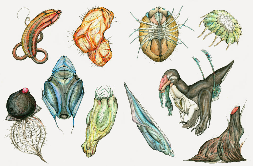 Janian Kingdom: Hyphafaozoa by TheSeaLemon