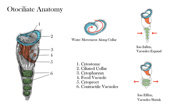 Otociliate Anatomy
