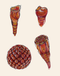 Otociliata